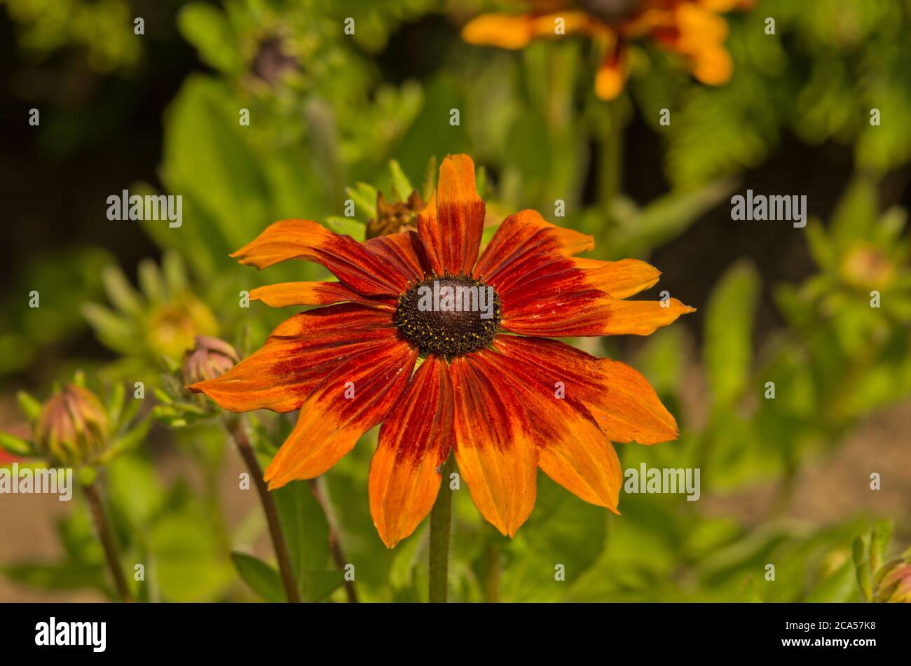 Rudbeckia hirta Rustic Dwarf Banque D'Images