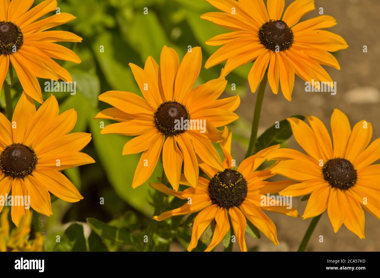 Rudbeckia hirta Ruby Gold Banque D'Images