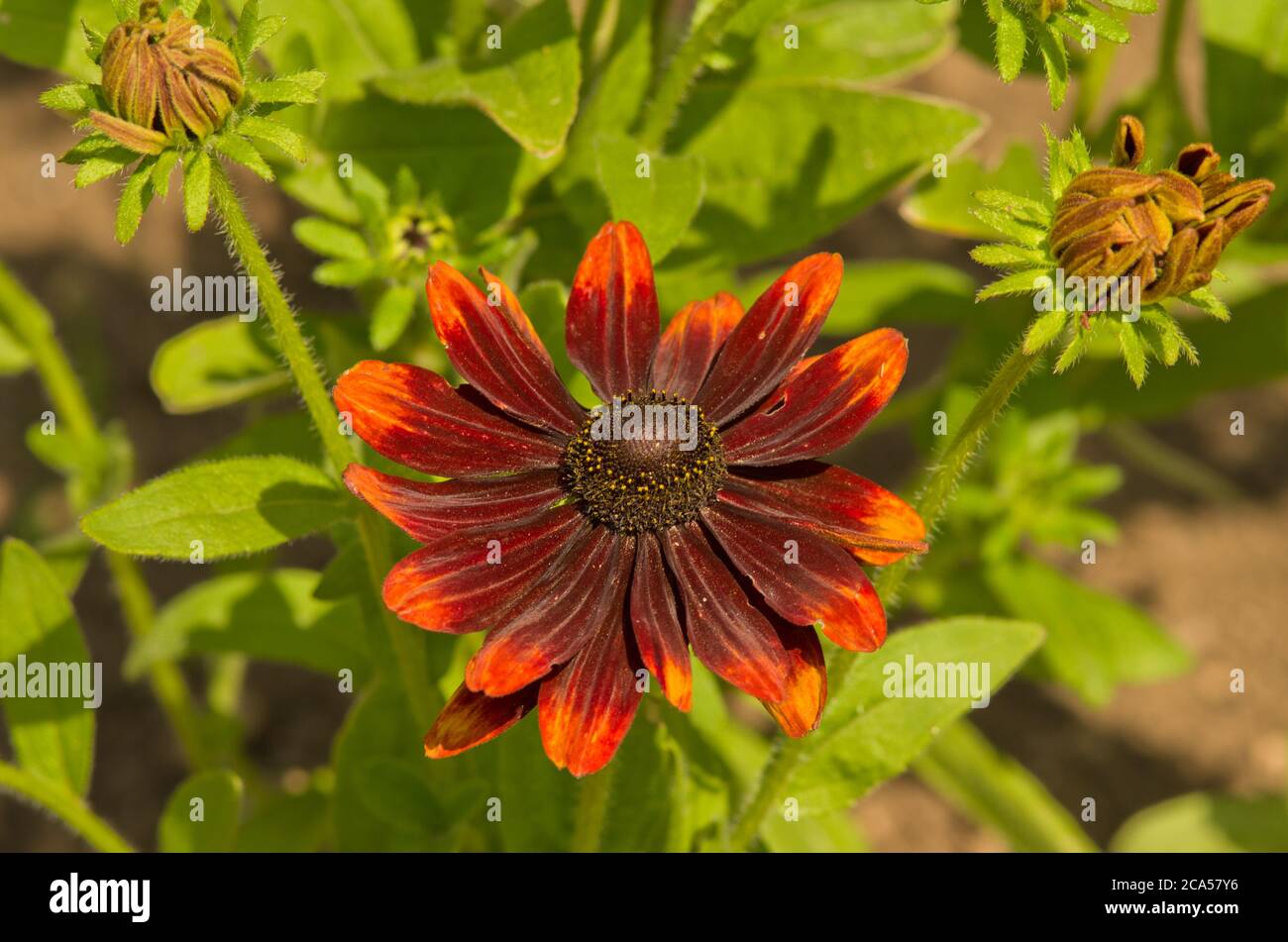 Rudbeckia hirta Orange Fudge Banque D'Images