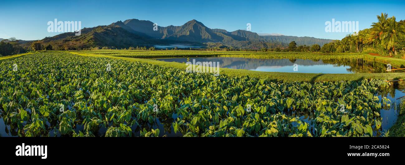 Champs de Taro avec des montagnes en arrière-plan, Hanalei, Hawaii, Etats-Unis Banque D'Images