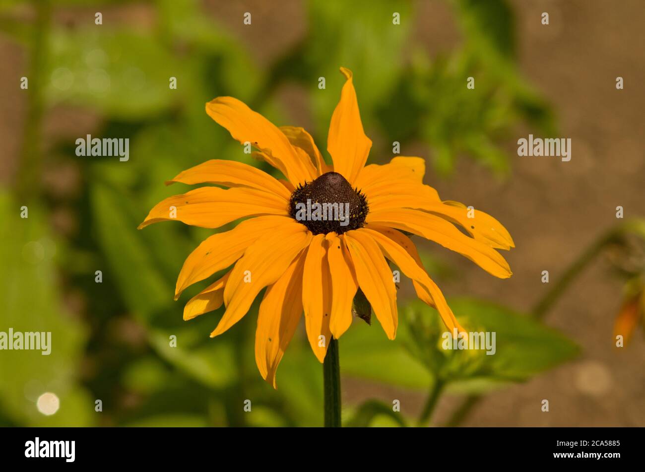 Rudbeckia hirta Marmalade Banque D'Images