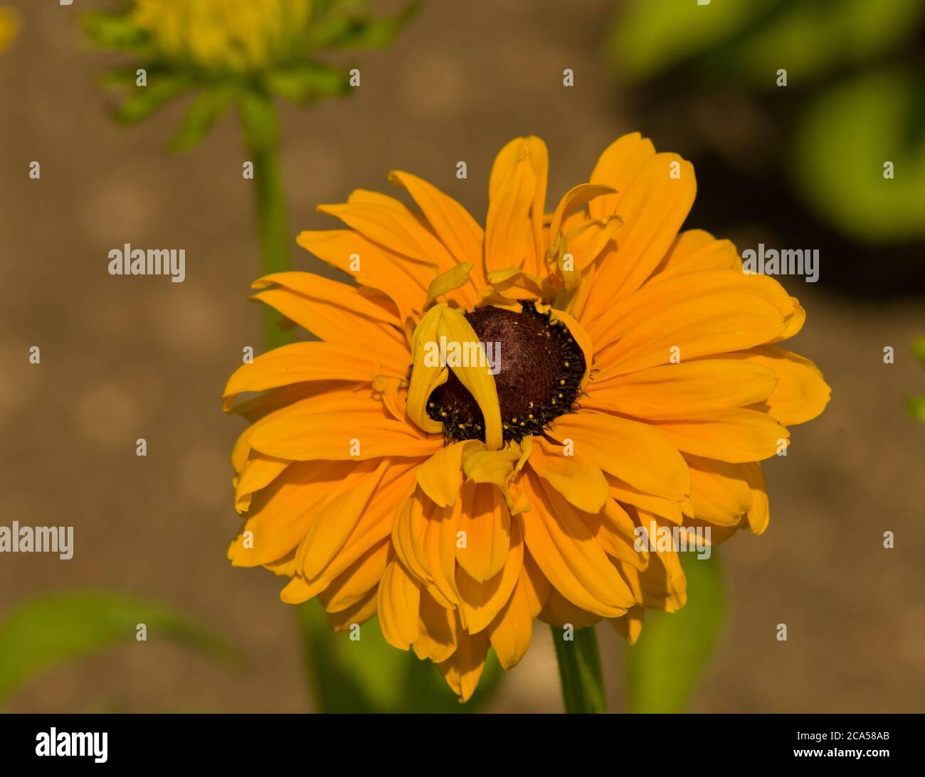 Rudbeckia hirta Goldilocks Banque D'Images