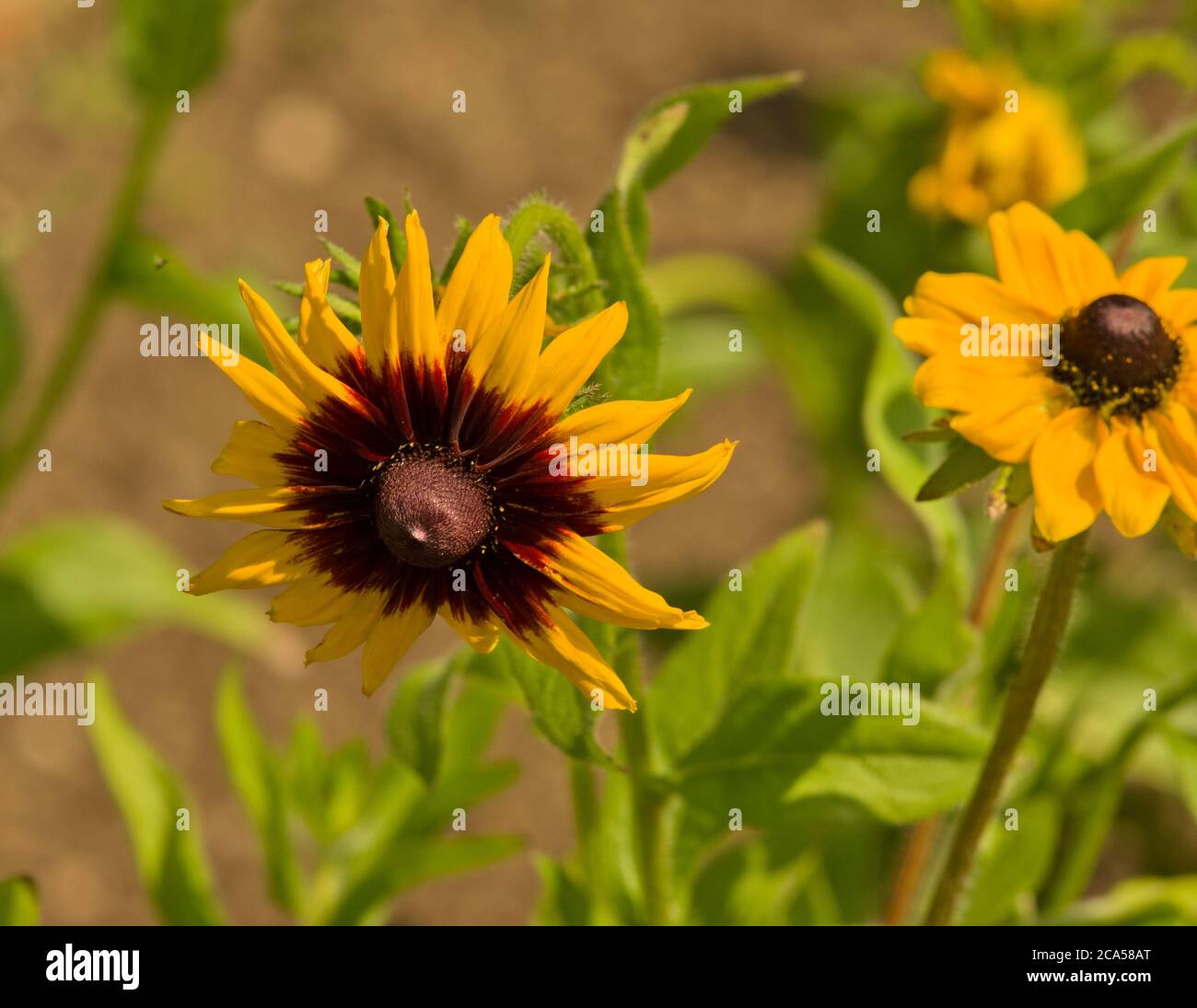 Rudbeckia hirta Gloriosa Daisies Banque D'Images