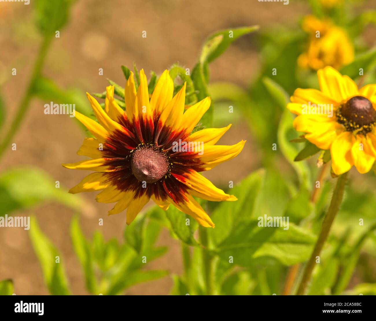 Rudbeckia hirta Gloriosa Daisies Banque D'Images