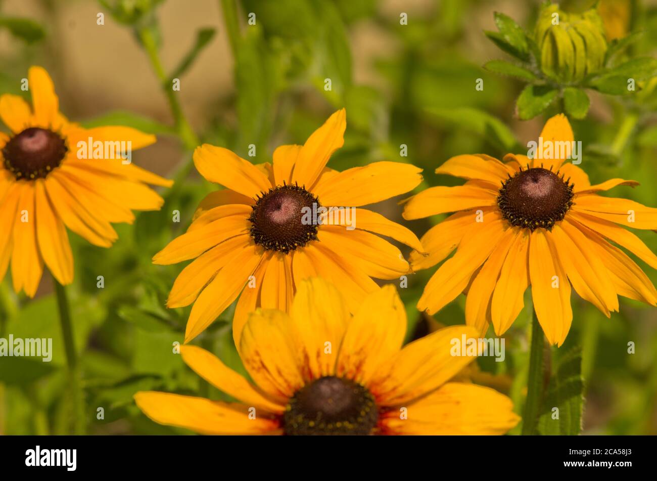 Rudbeckia hirta Double Gloriosa Daisies Banque D'Images
