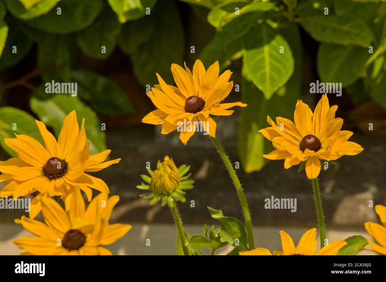 Rudbeckia hirta Double Gloriosa Daisies Banque D'Images