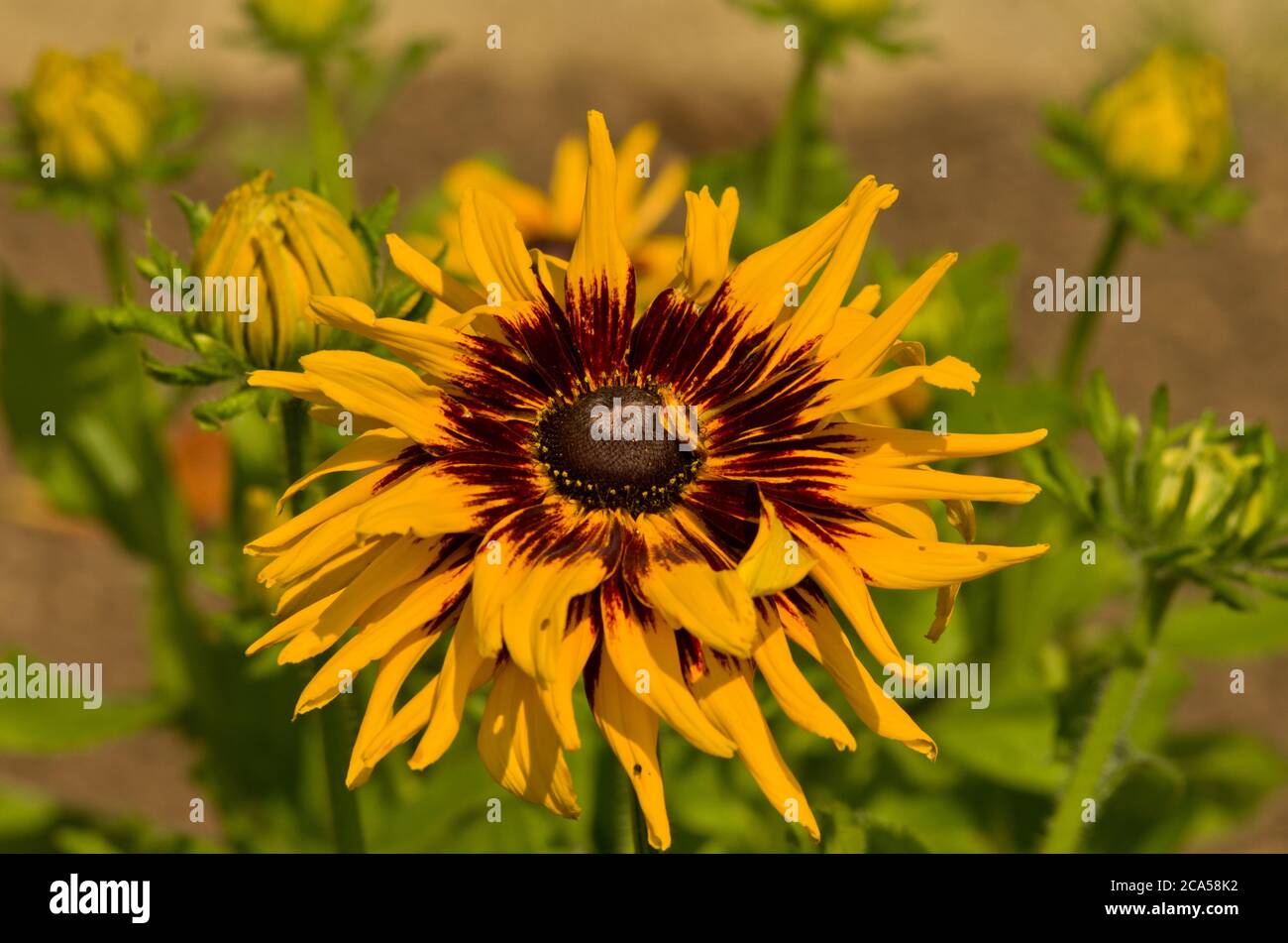 Rudbeckia hirta Denver Daisy Banque D'Images