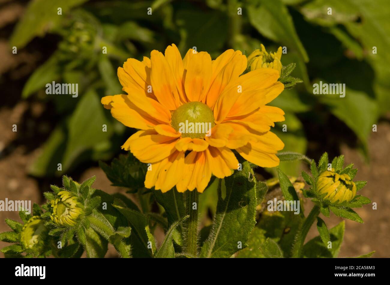 Rudbeckia hirta Amarillo Gold Banque D'Images