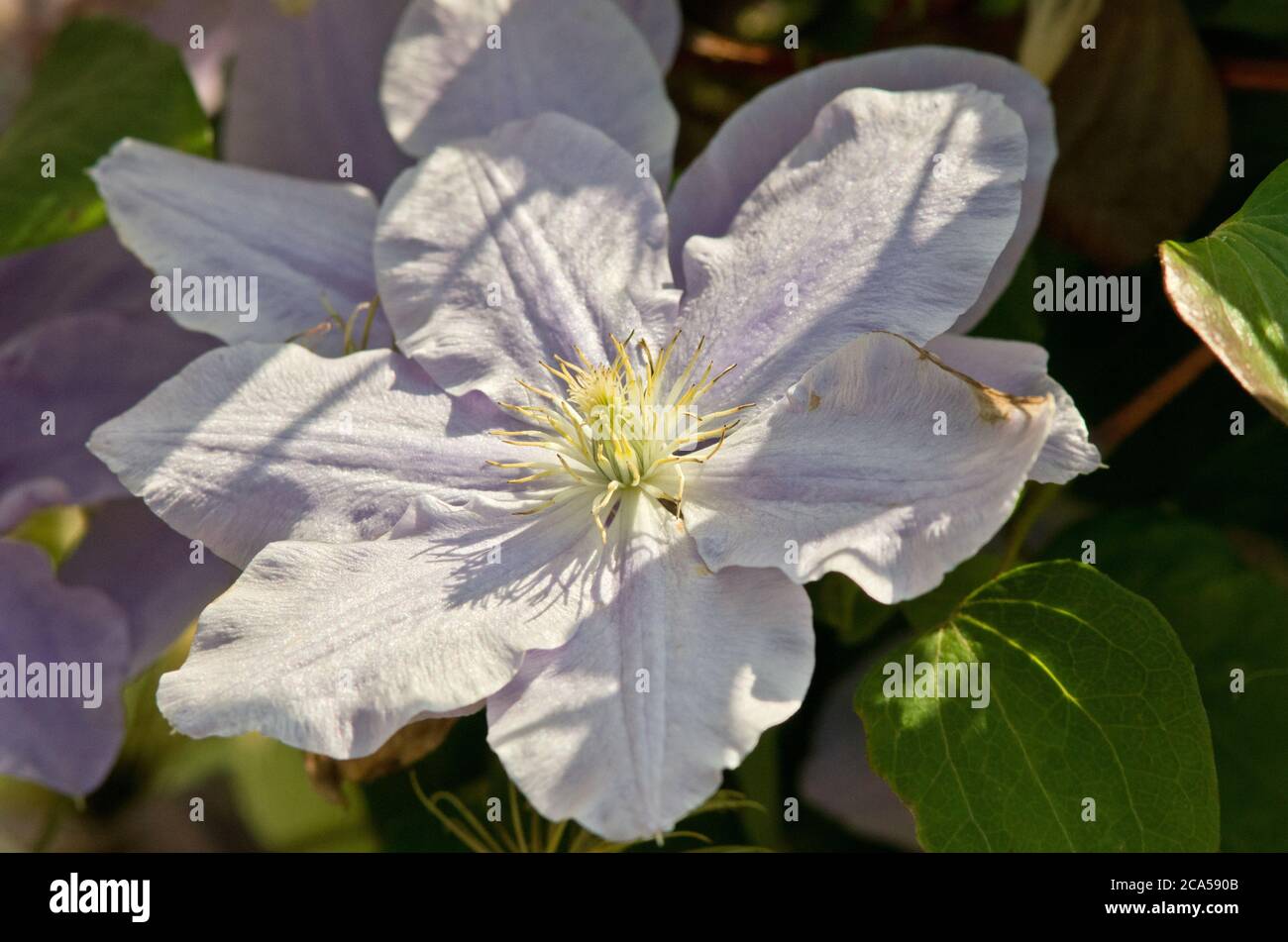 Clematis Zara Banque D'Images