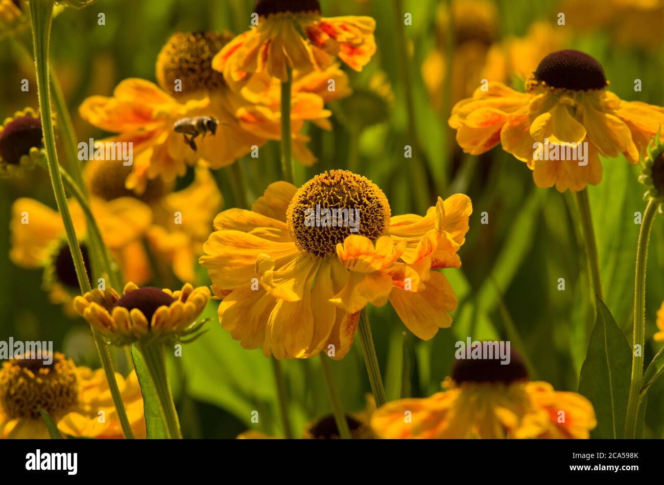 Helenium 'El Dorado' Banque D'Images