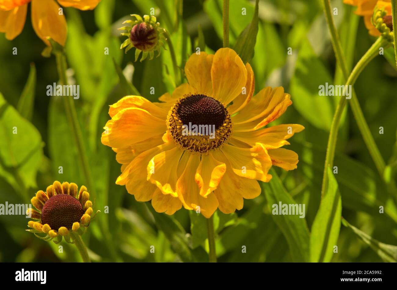 Helenium 'El Dorado' Banque D'Images