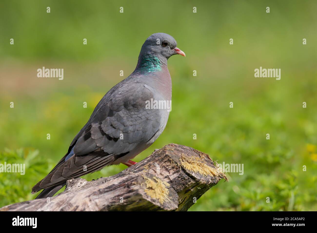 Stock Dove (Columba oenas) perchée sur une bûche Banque D'Images