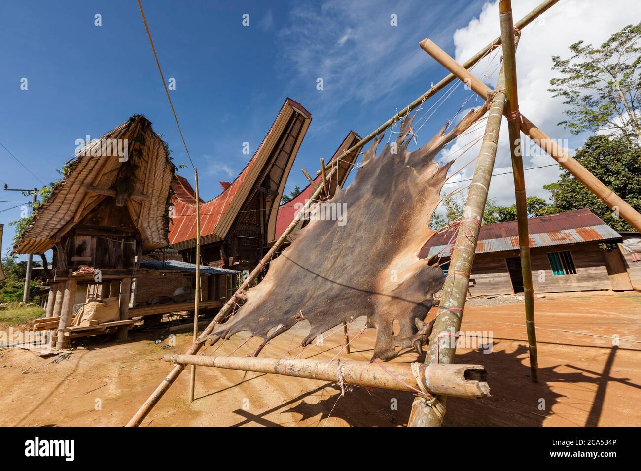 Indonésie, Sulawesi, Tana Toraja, près du village de Bori, peau de buffle d'eau qui sèche au soleil Banque D'Images