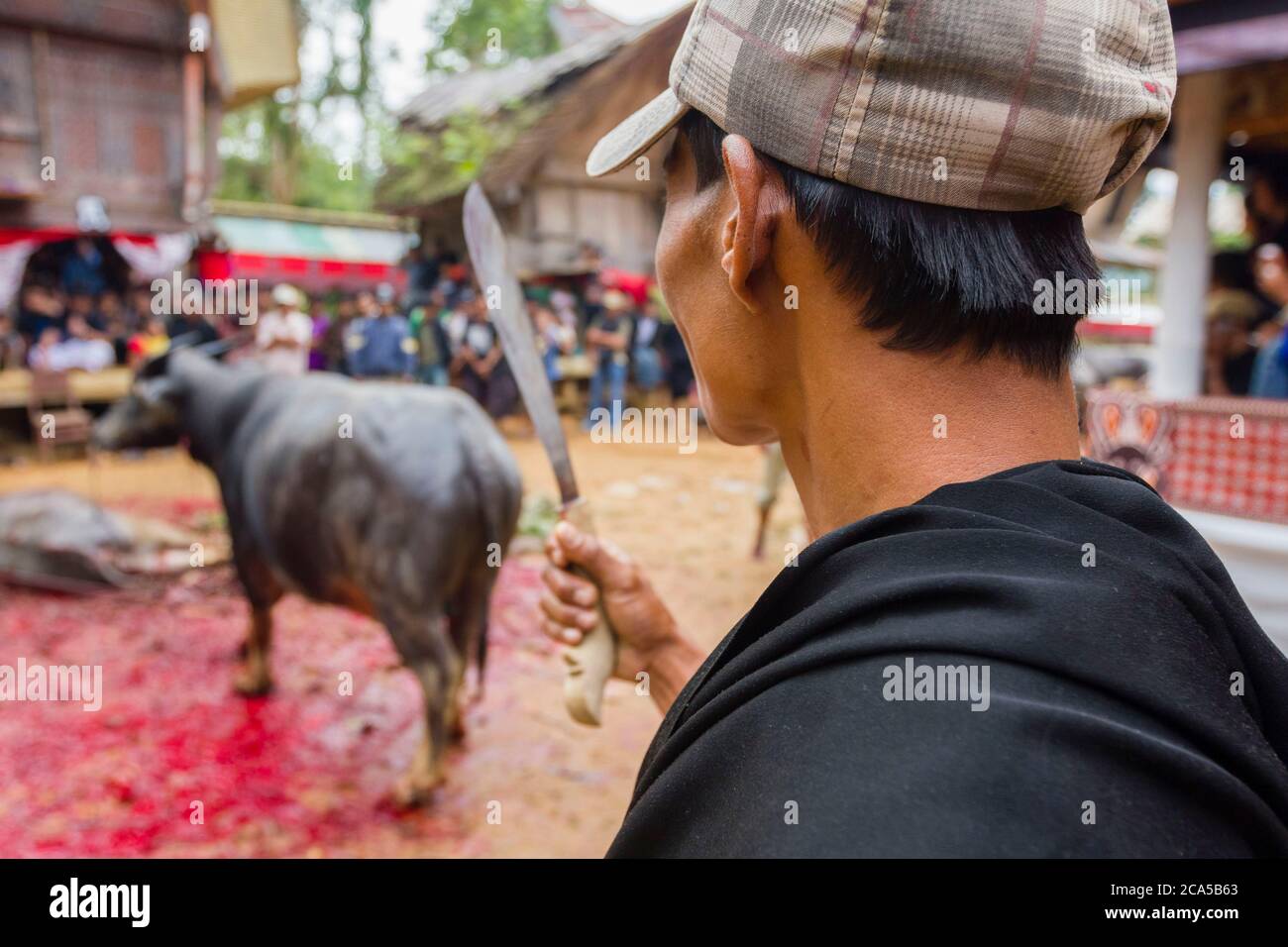 Indonésie, Sulawesi, Tana Toraja, près de Rantepao, cérémonie funéraire, homme vu de derrière et couteau devant le buffle d'eau sacrifié Banque D'Images