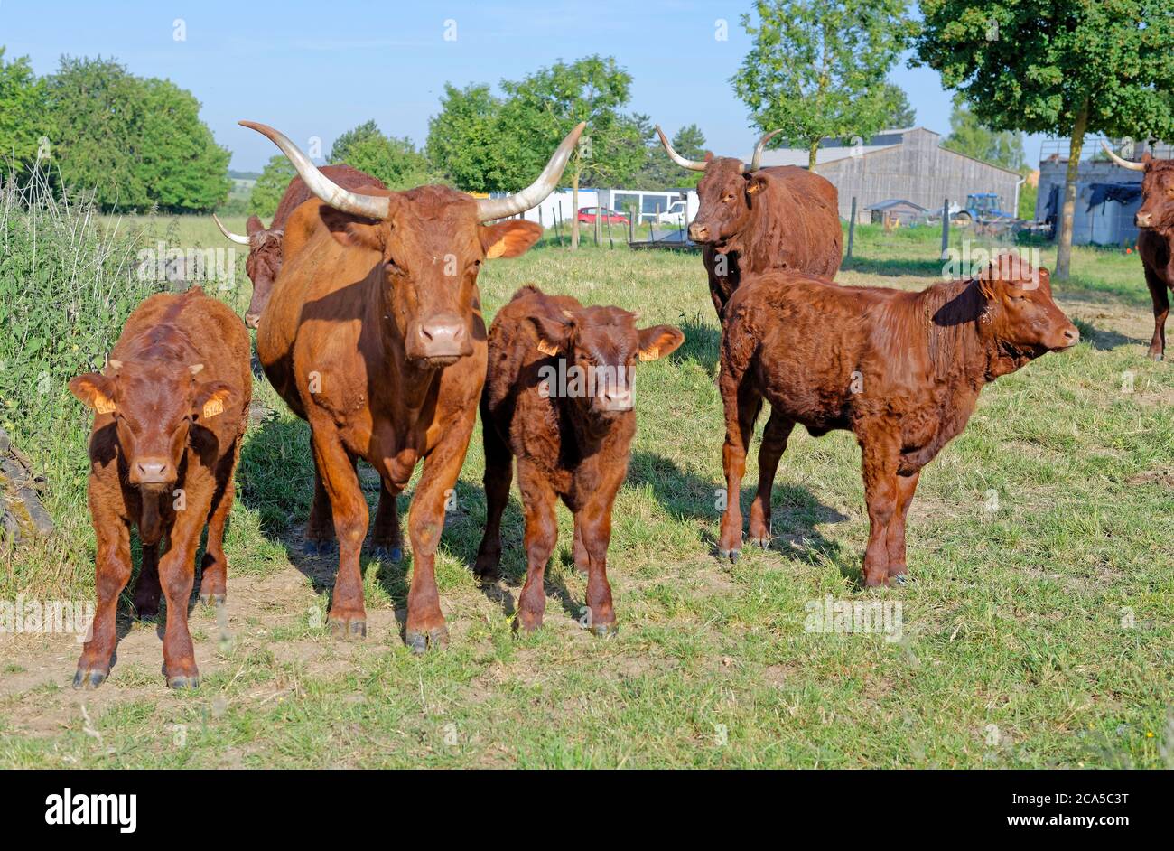 France, Oise, Parnes, vaches salers Banque D'Images