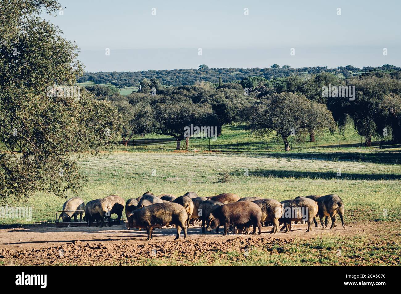 Porcs en glassland au coucher du soleil, Estrémadure, Espagne Banque D'Images