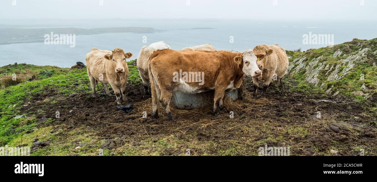 Cows, Connemara, comté de Galway, Irlande Banque D'Images