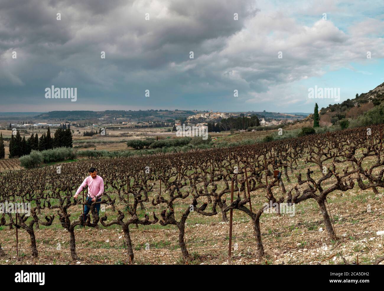 France, Gard (30), Theziers, vignoble Gilphine, viticulteur dans le vignoble Banque D'Images