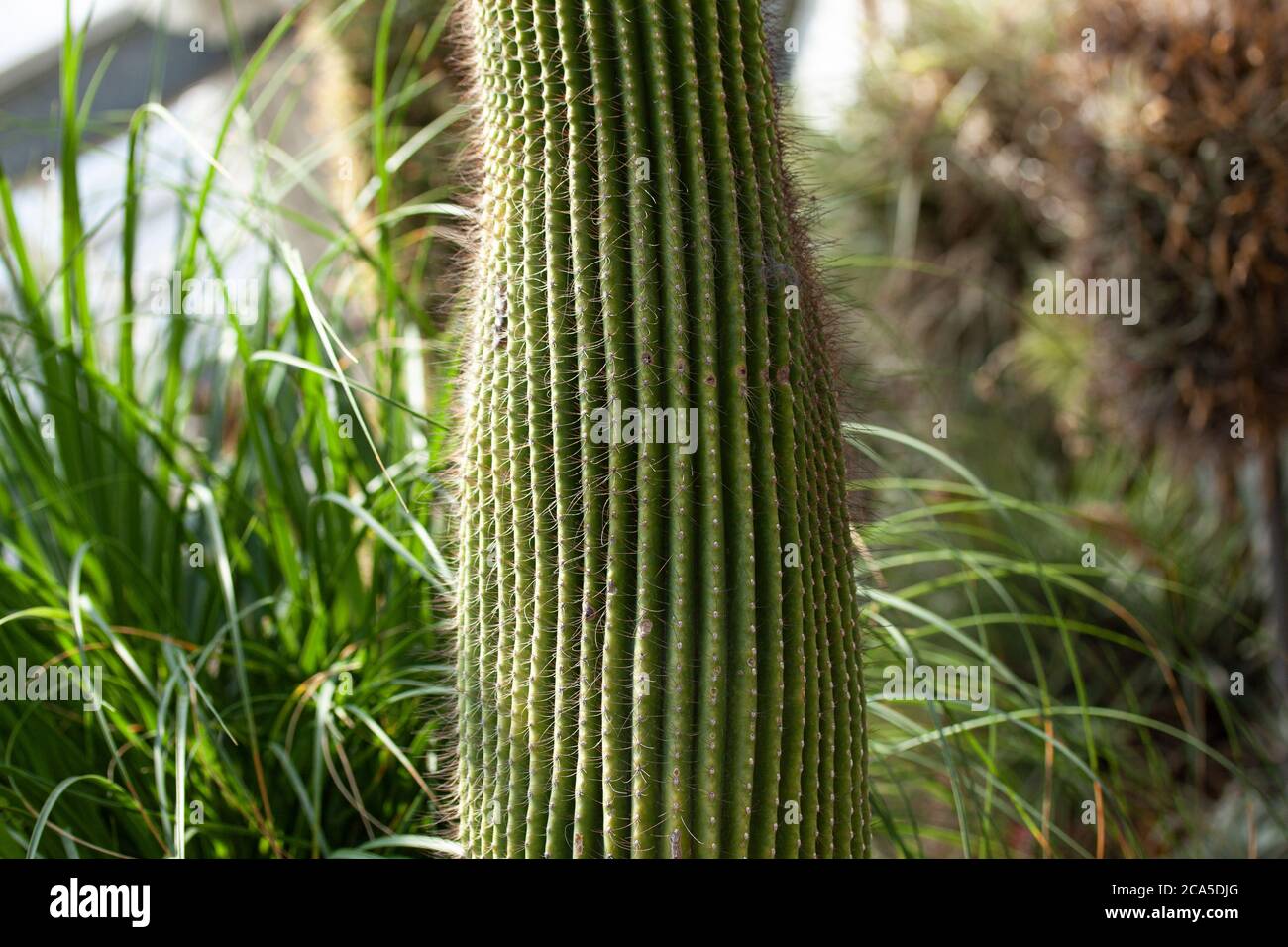 Partie de la tige de cactus avec des épines. Banque D'Images