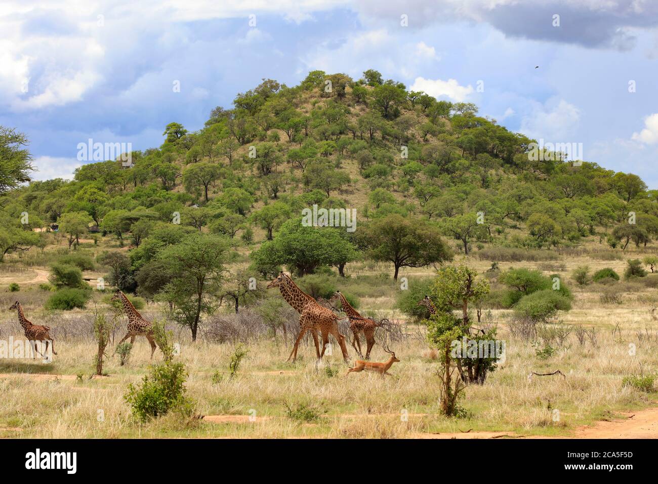 Tanzanie, Randilen, WMA (Wildlife Management Area), girafes en cours de course dans la savane Banque D'Images