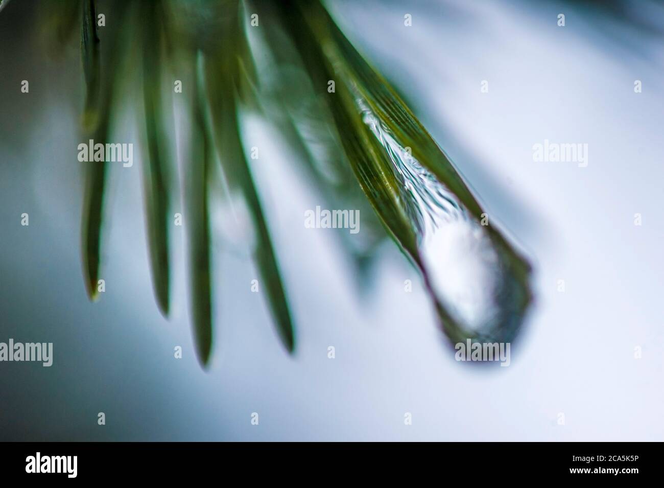 France, Isère, Parc régional du Vercors, détail d'une goutte de neige qui fond à l'extrémité des épines de sapin de la station balnéaire de balcon de Villard de Lans Banque D'Images