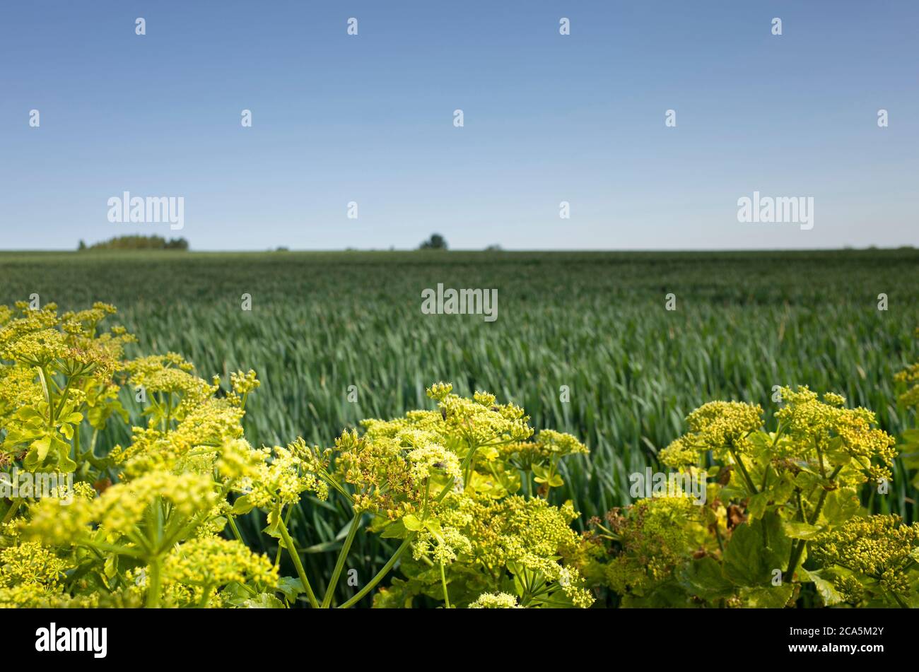 Fleurs de graines de colza jaune vif au premier plan de l'image montrant le champ vert à Chislet par une journée ensoleillée dans le Kent, en Angleterre. Banque D'Images