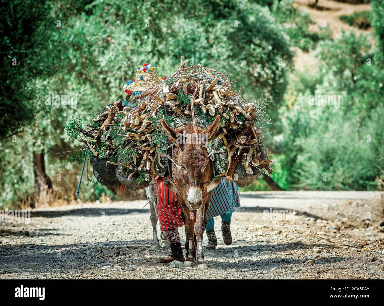 Maroc, Meknes, paysannes transportant du bois sur un âne au milieu de la nature sur un chemin Banque D'Images