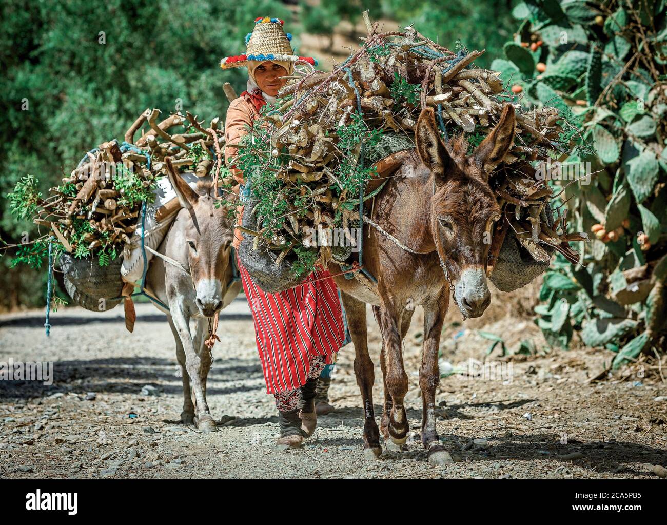 Maroc, Meknes, paysannes transportant du bois sur un âne au milieu de la nature sur un chemin Banque D'Images