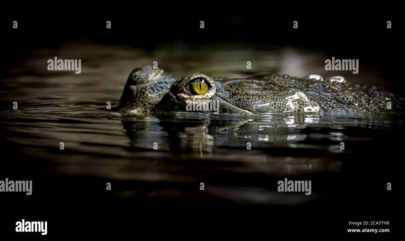 Gavials Eye , Crocodile Eye , gros plan d'un œil de crocodile Gavial. Ressemble presque à un dragon, aspect dangereux, arrière-plan sombre. Banque D'Images