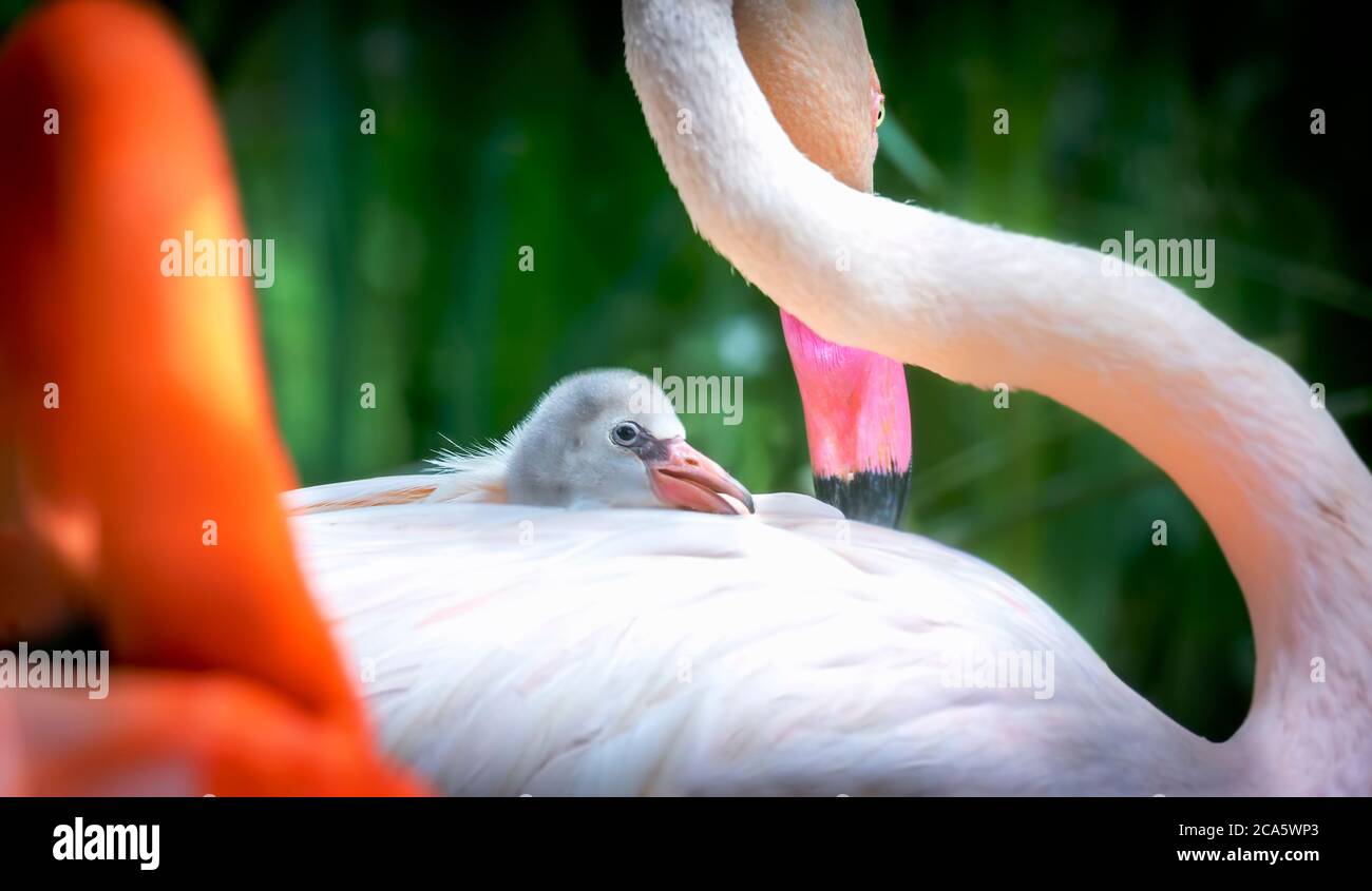 Flamangos (Phoenicopteridae) nouveau-né bébé avec sa mère, la poussette du flamant est à la garde de sa mère et s'occupe de lui, le cub Flamingo assis et h Banque D'Images