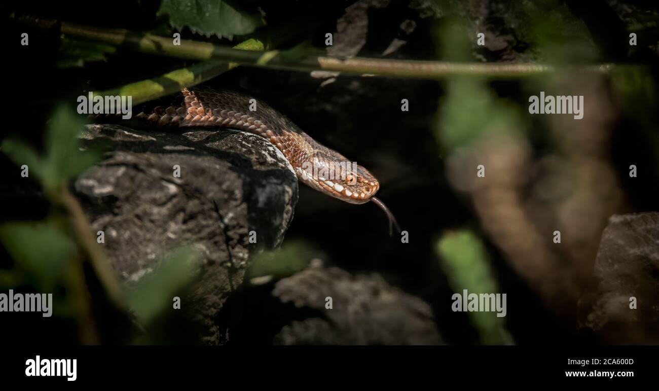 viper ramper dans les bois, prêt à frapper, renifle l'air, va à la chasse, comuner, à la recherche de nourriture et ramper sous la bruyère. Banque D'Images