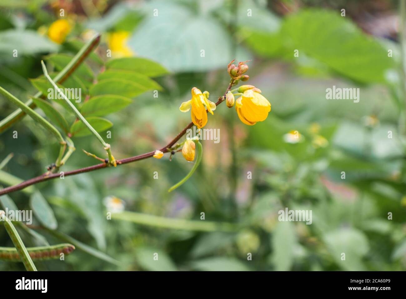 Fleurs jaunes provenant d'une plante dans la nature. Banque D'Images