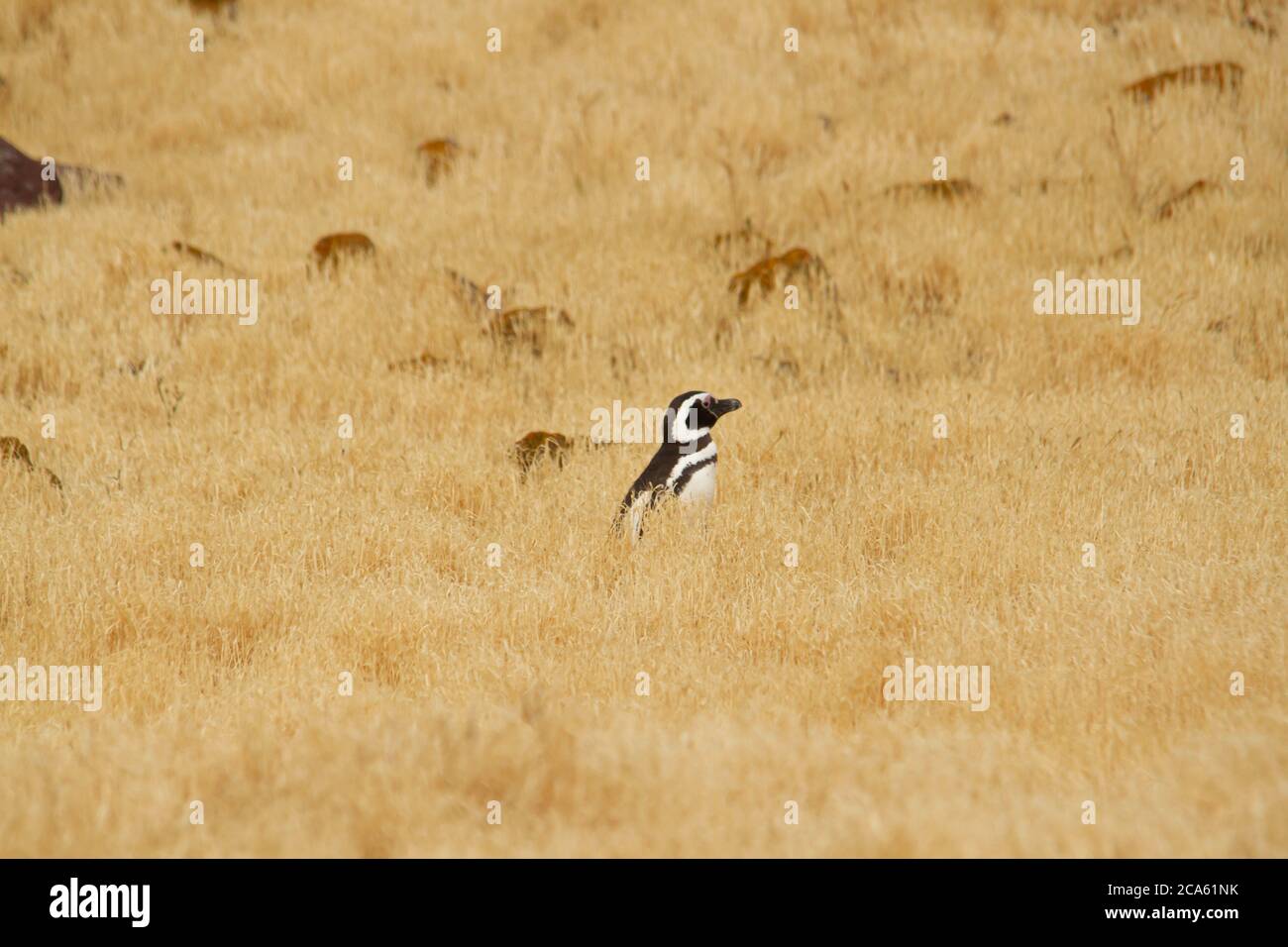 Manchot marchant dans la prairie. Banque D'Images