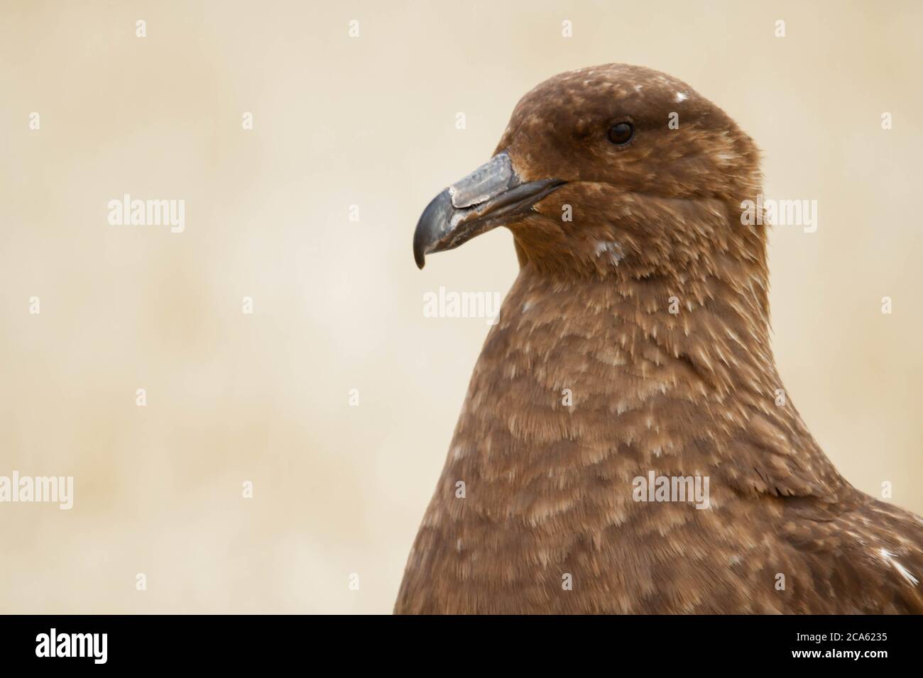 Gros plan de Skua à Puerto Deseado, Argentine Banque D'Images