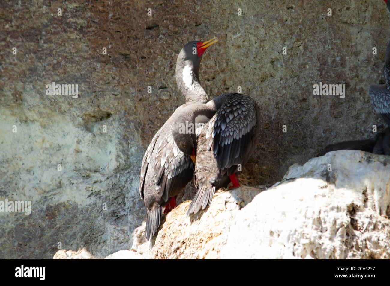 Paire de cormorans gris dans leur nid dans la colonie Banque D'Images