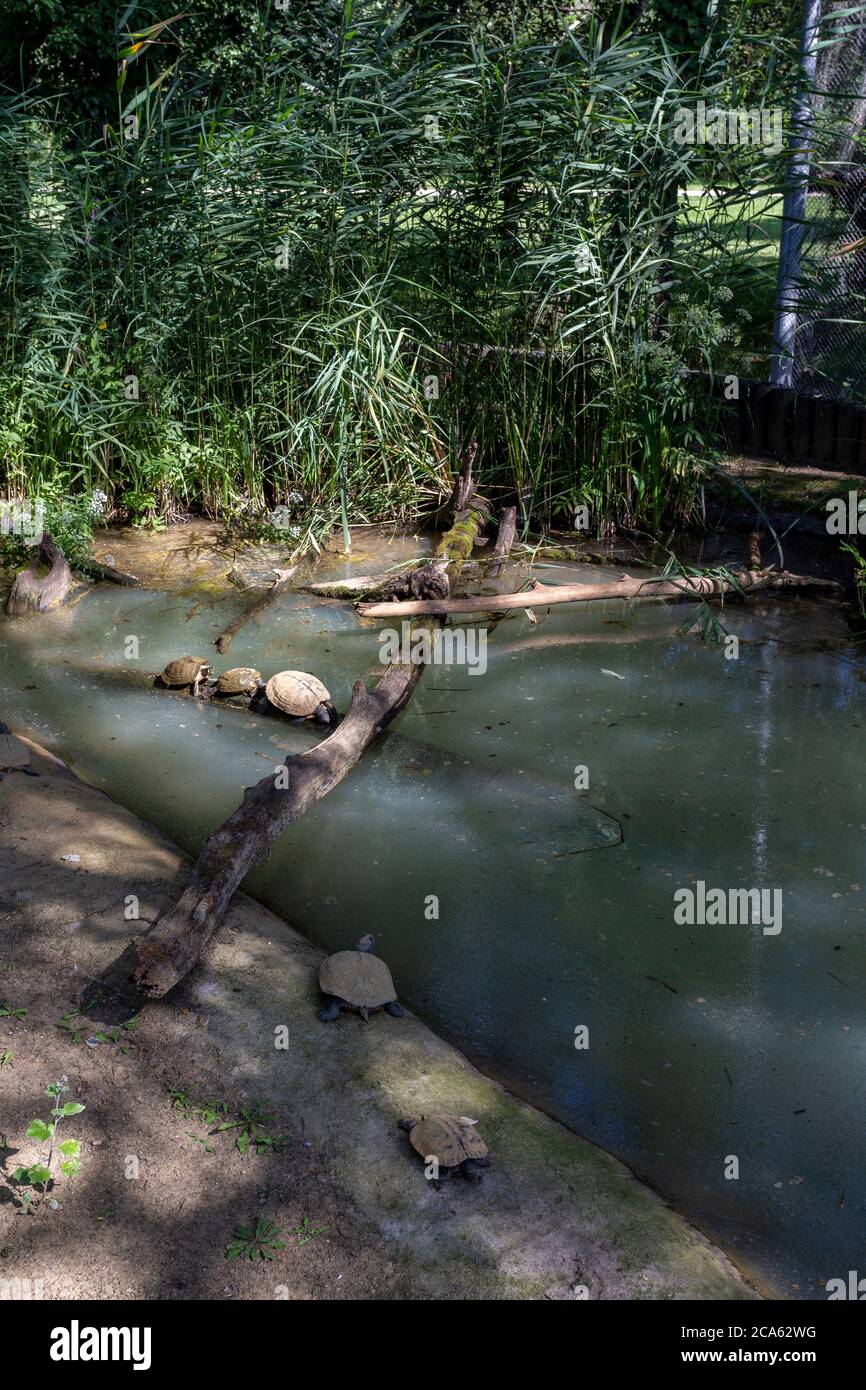 Tortues dans le lac Tisza Ecocentre à Poroszlo, Hongrie Banque D'Images