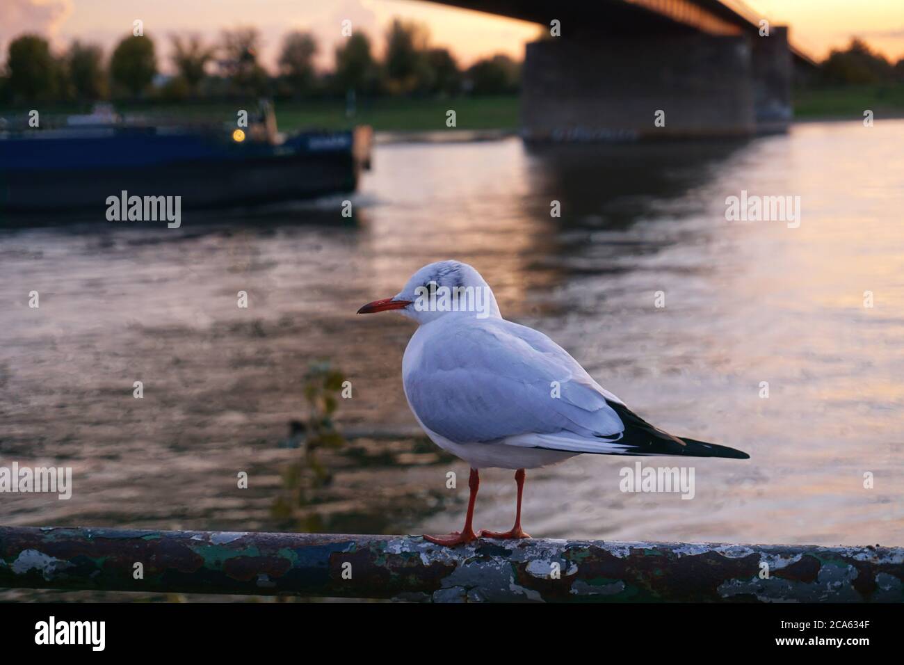 Un moulus blanc assis au soleil couchant près de Theodor-Heuss-Brücke (pont Theodor Heuss) sur le Rhin à Düsseldorf, navire passant. Banque D'Images