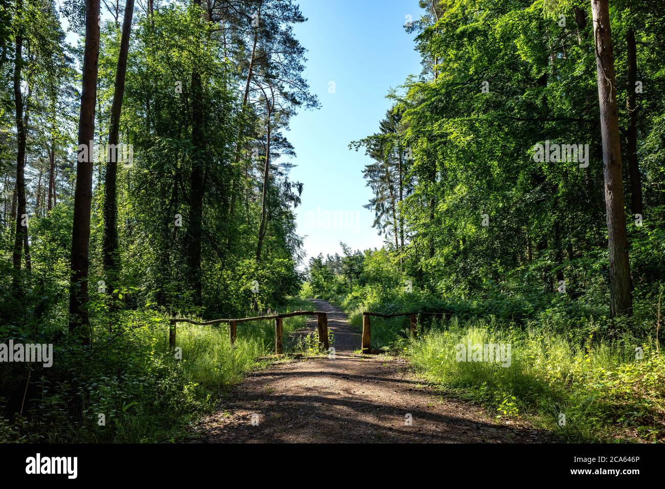 Chemin à travers les bois dans le district du lac de Mecklembourg, Allemagne Banque D'Images