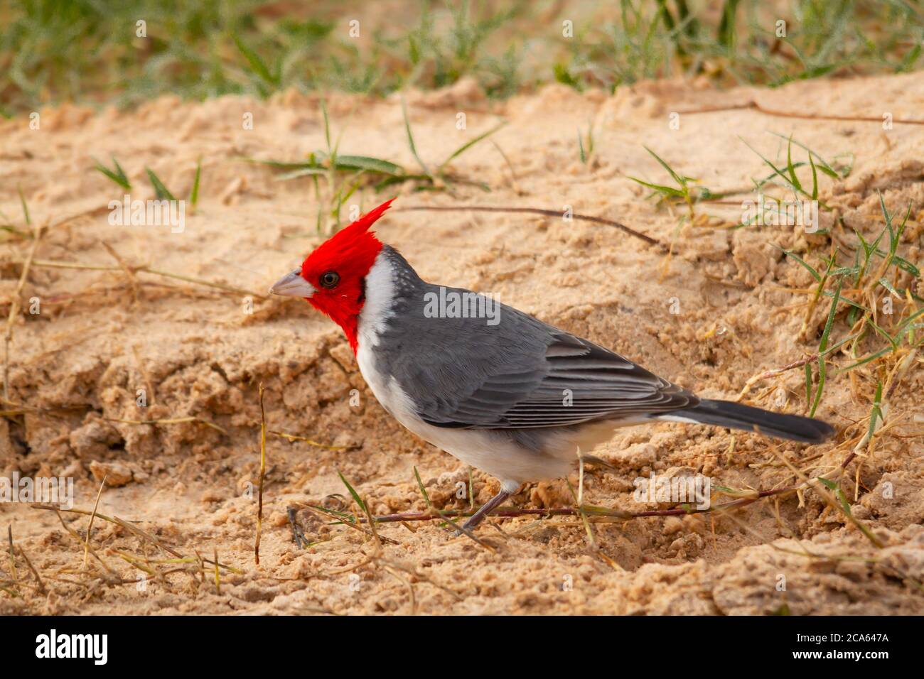 Oiseau cardinal commun creusant le sol tout en cherchant des insectes pour se nourrir. Banque D'Images