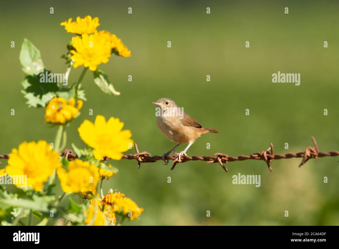 petit oiseau brun perché sur une clôture dans le champ avec des fleurs jaunes Banque D'Images