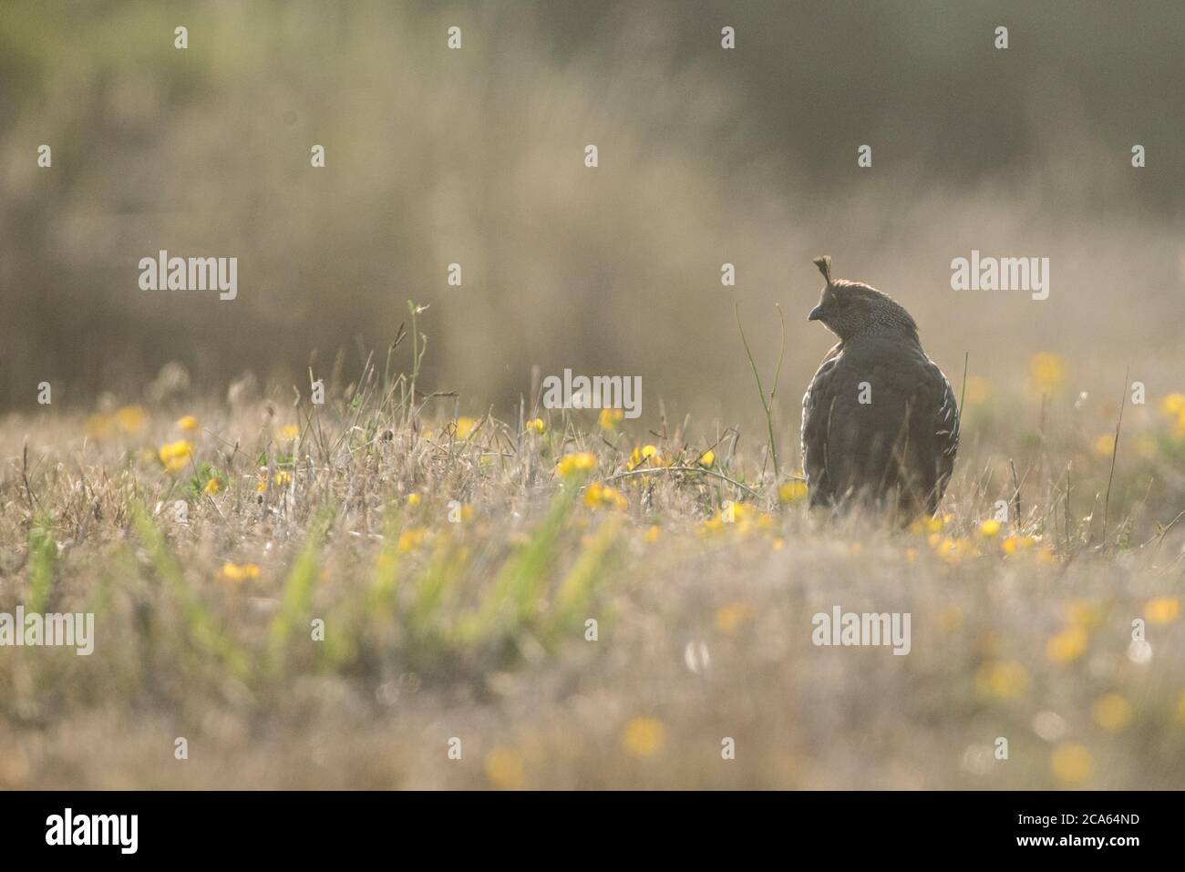 Caille californienne (Callipepla californica) rétro-éclairée pendant les heures de crépuscule. Banque D'Images