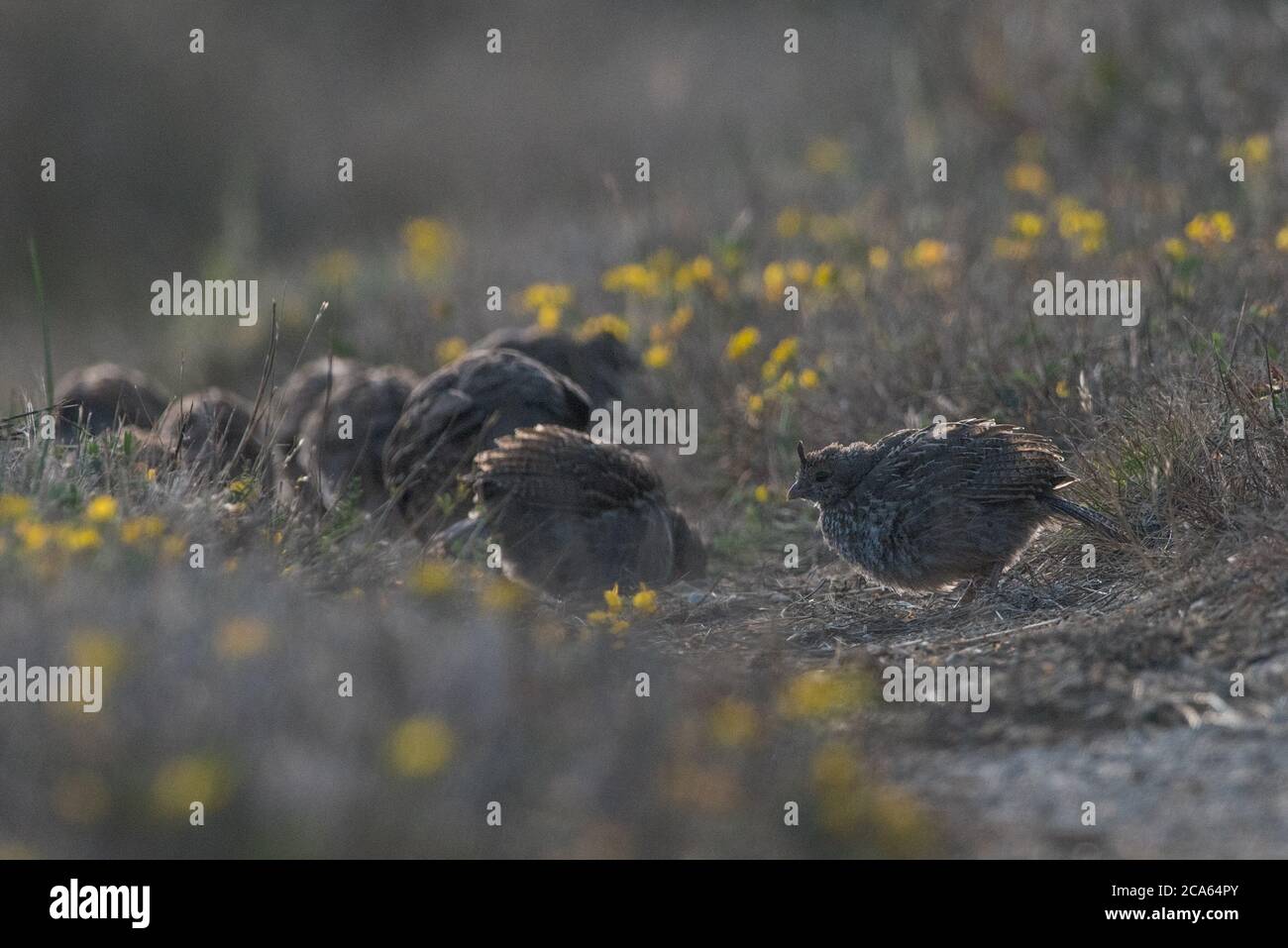 Caille californienne (Callipepla californica) rétro-éclairée pendant les heures de crépuscule. Banque D'Images