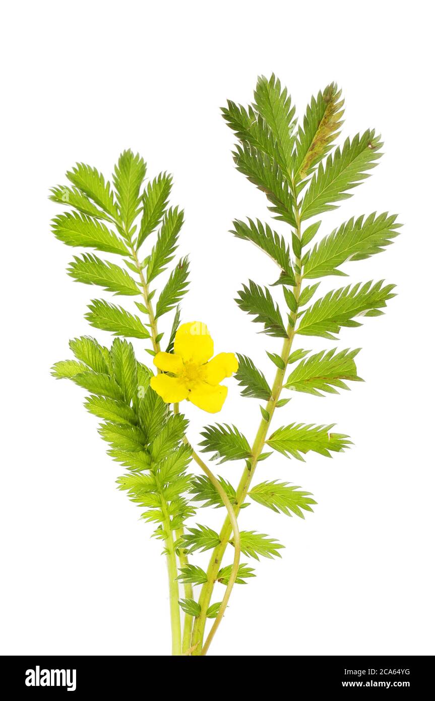 Silverweed, Argentine anserina, fleur et feuillage isolés contre white Banque D'Images