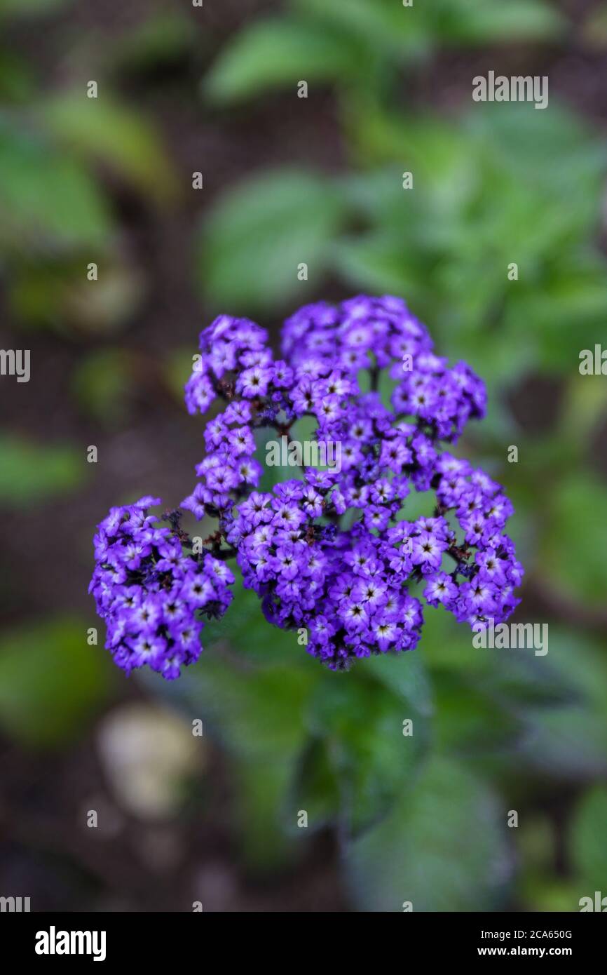 Violet Verbena dans le jardin du Yorkshire floraison août Banque D'Images