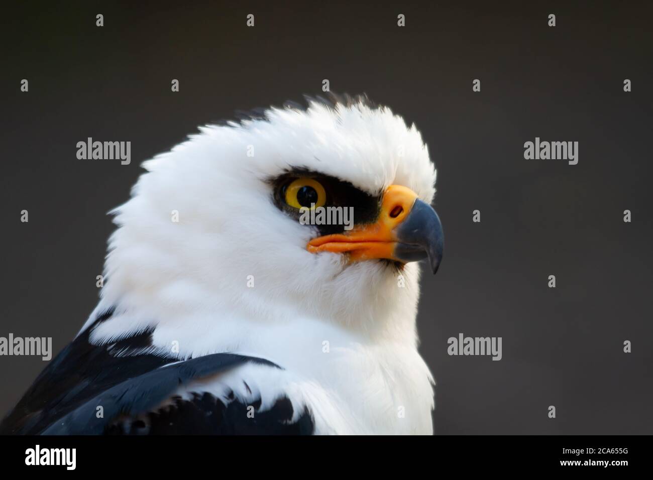 Portrait d'un aigle-veuve ou d'un faucon-aigle blanc et noir dans la région de la mission entre l'Argentine et le Brésil. La tête blanche, un masque noir et le Banque D'Images