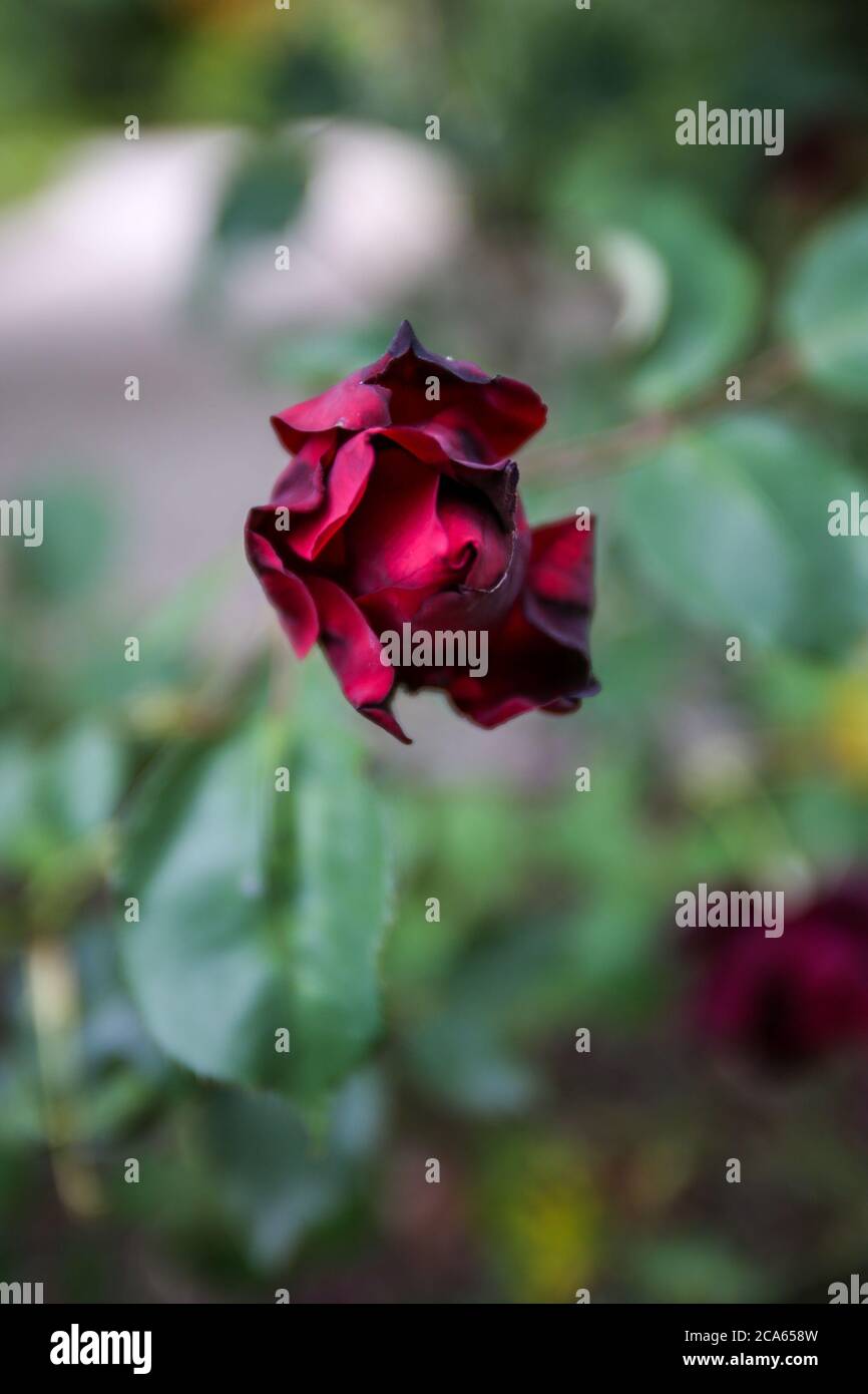 Rosebud rouge profond dans le jardin du Yorkshire en août Banque D'Images