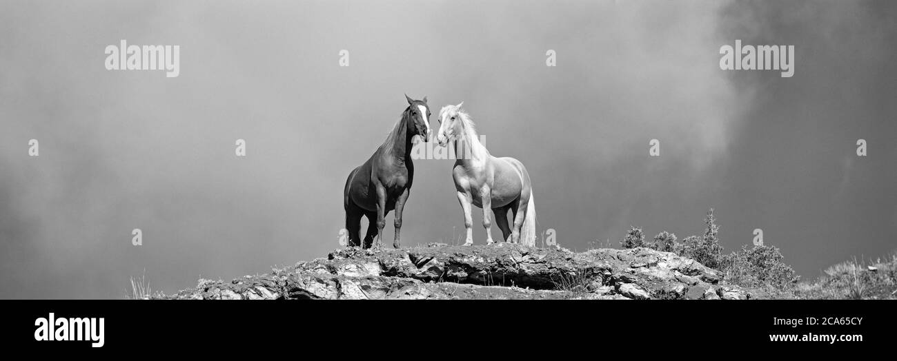 Deux chevaux se tenant au bord de la falaise, Wyoming, États-Unis Banque D'Images