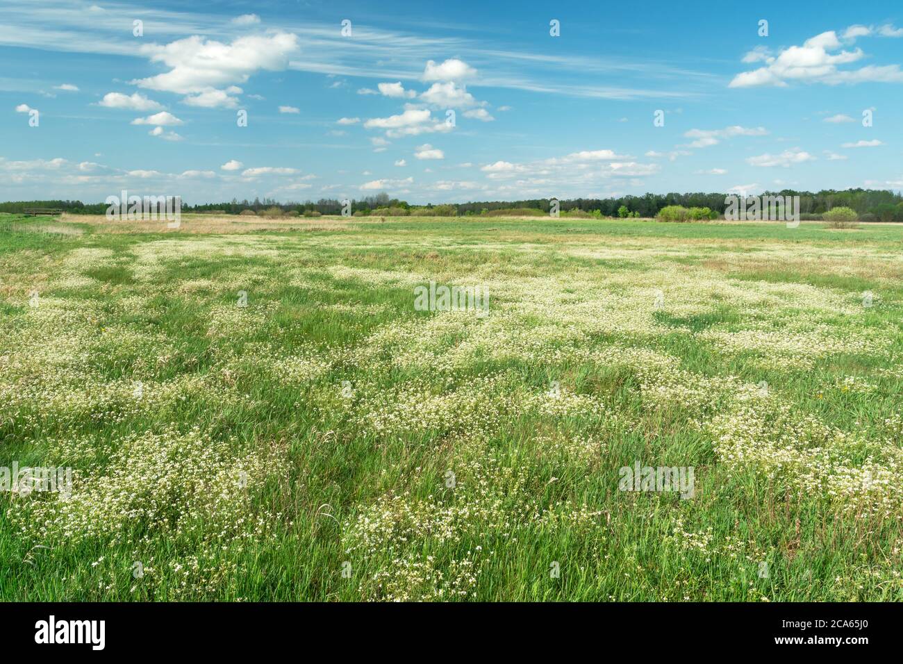 Petites fleurs blanches qui poussent sur un pré vert, nuages blancs sur un ciel bleu Banque D'Images