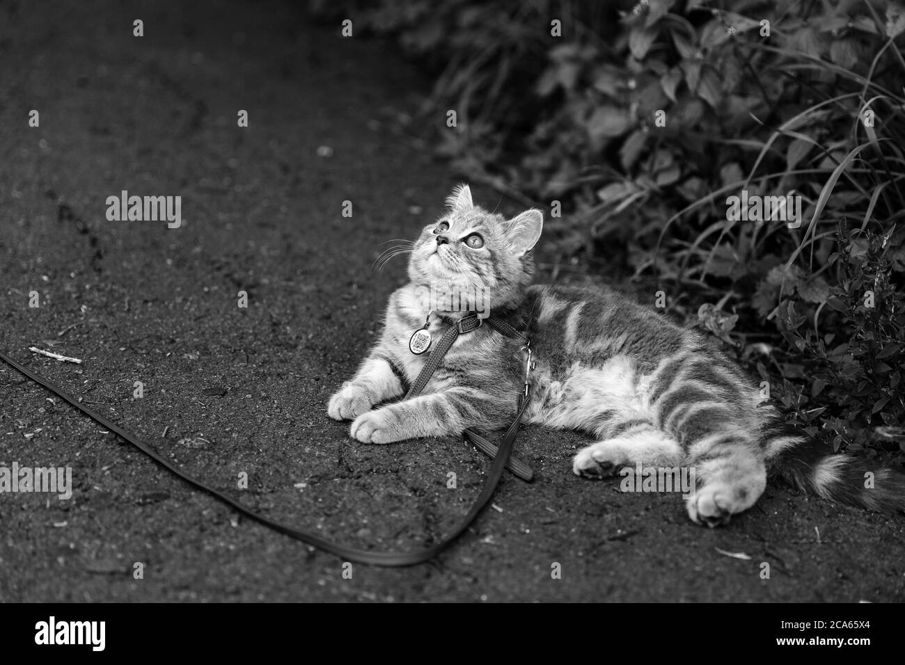 Un chaton écossais écossais de quatre mois se promène sur l'herbe en été sur une laisse avec un passeport qr ID. Photo de haute qualité Banque D'Images