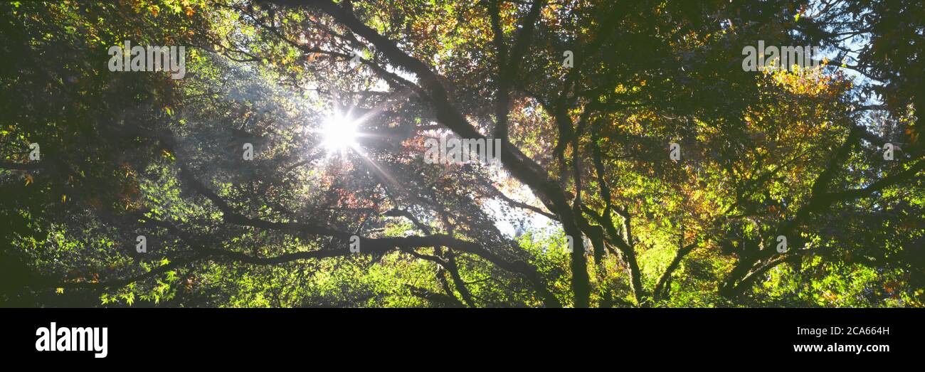 Vue sur les branches d'arbres, Hoyt Arboretum, Washington Park, Portland, Oregon, États-Unis Banque D'Images